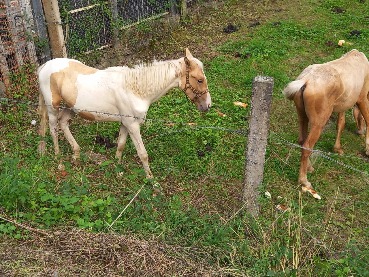 Colt Palomino For sale 2024 Coloured