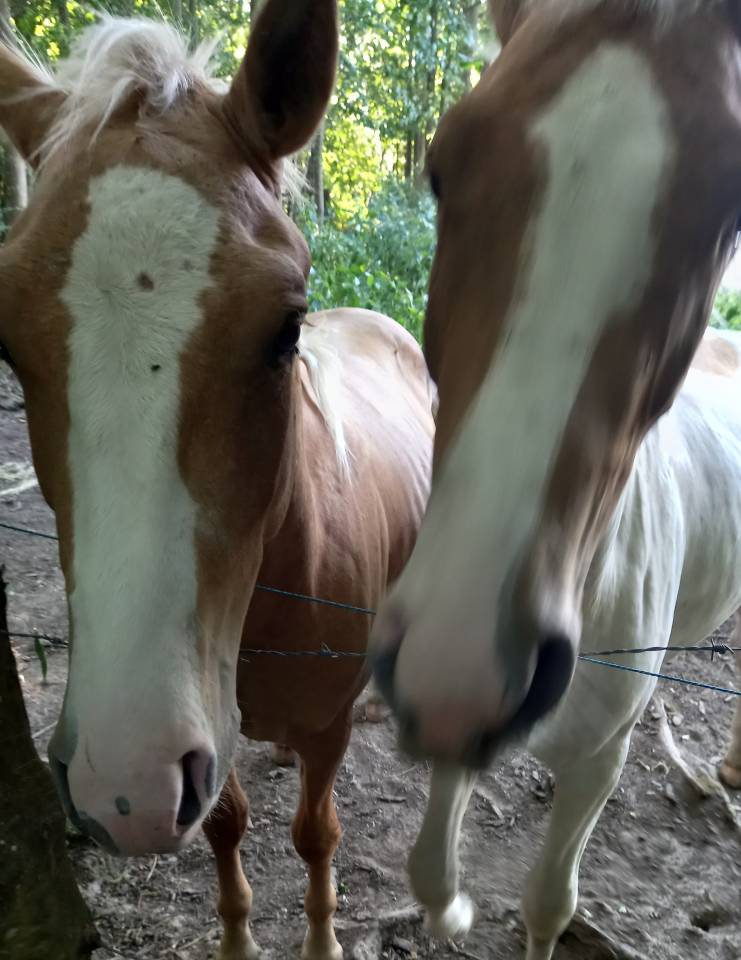 Colt Palomino For sale 2024 Coloured