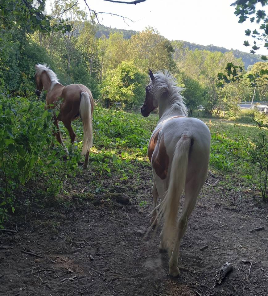 Colt Palomino For sale 2024 Coloured