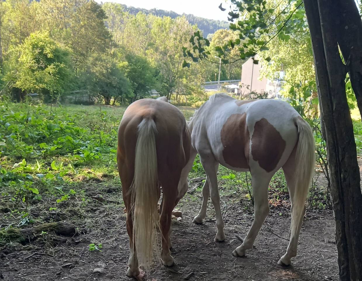 Colt Palomino For sale 2024 Coloured