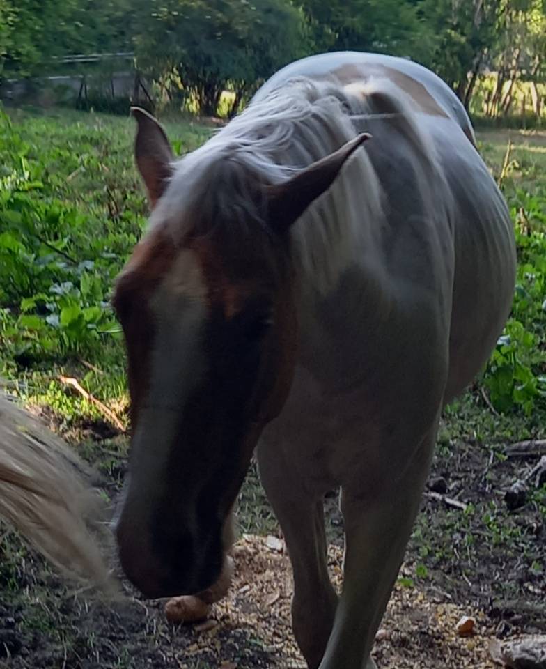 Colt Palomino For sale 2024 Coloured