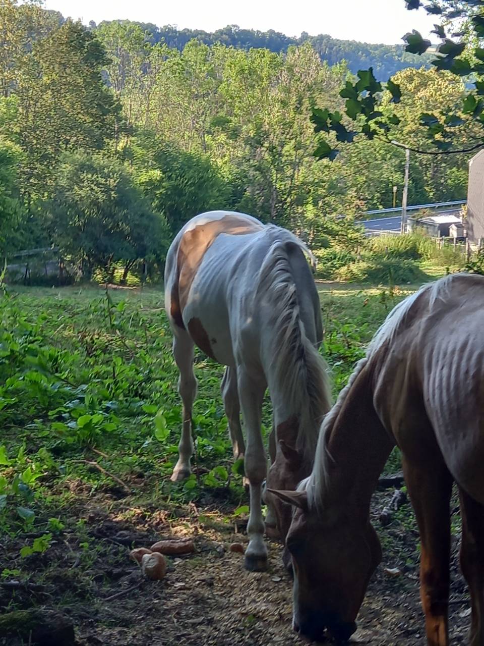 Colt Palomino For sale 2024 Coloured