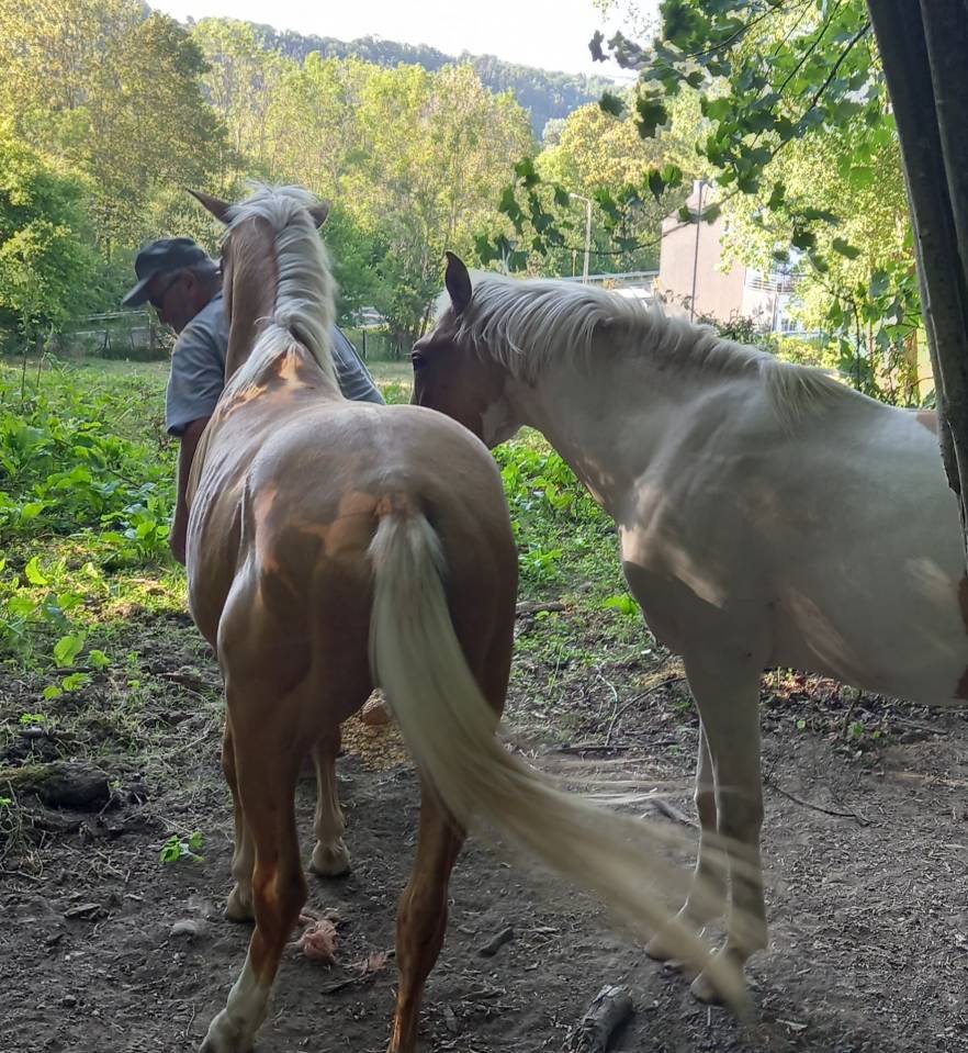 Colt Palomino For sale 2024 Coloured