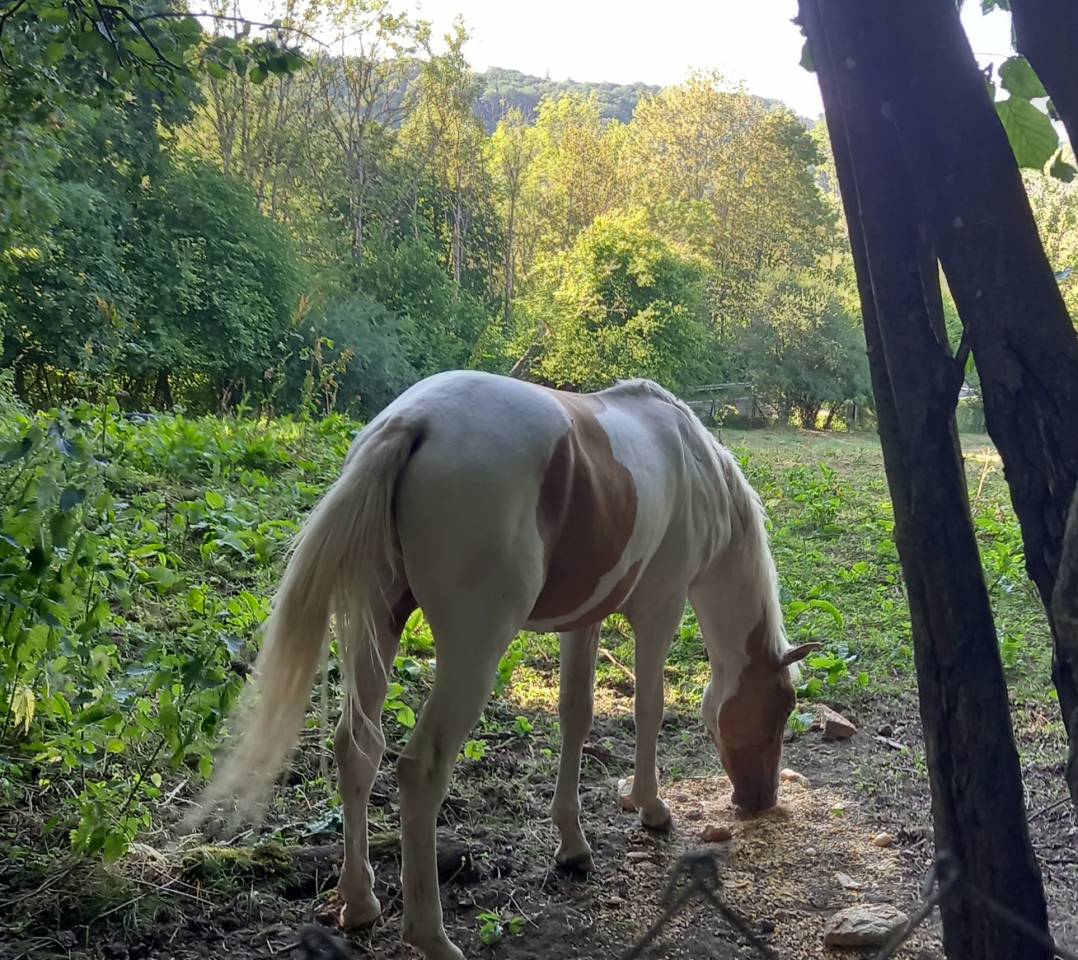 Colt Palomino For sale 2024 Coloured