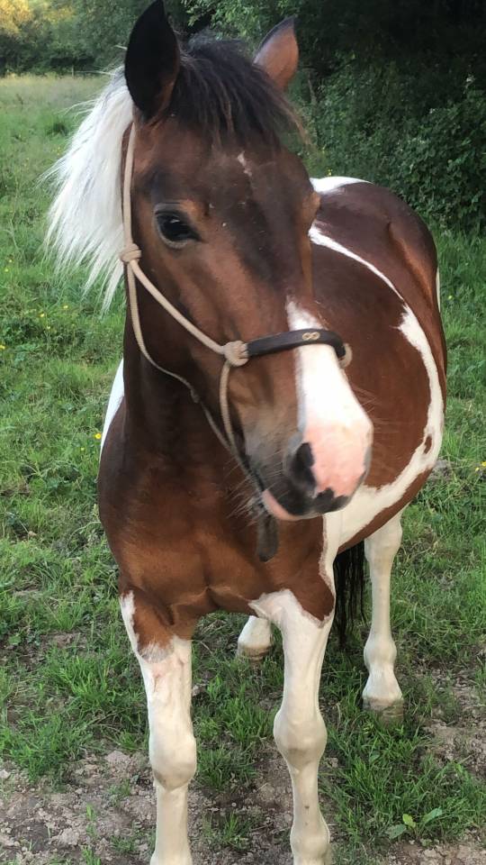 Gelding Pottok  For sale 2020 Coloured