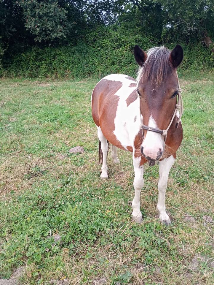 Gelding Pottok  For sale 2020 Coloured