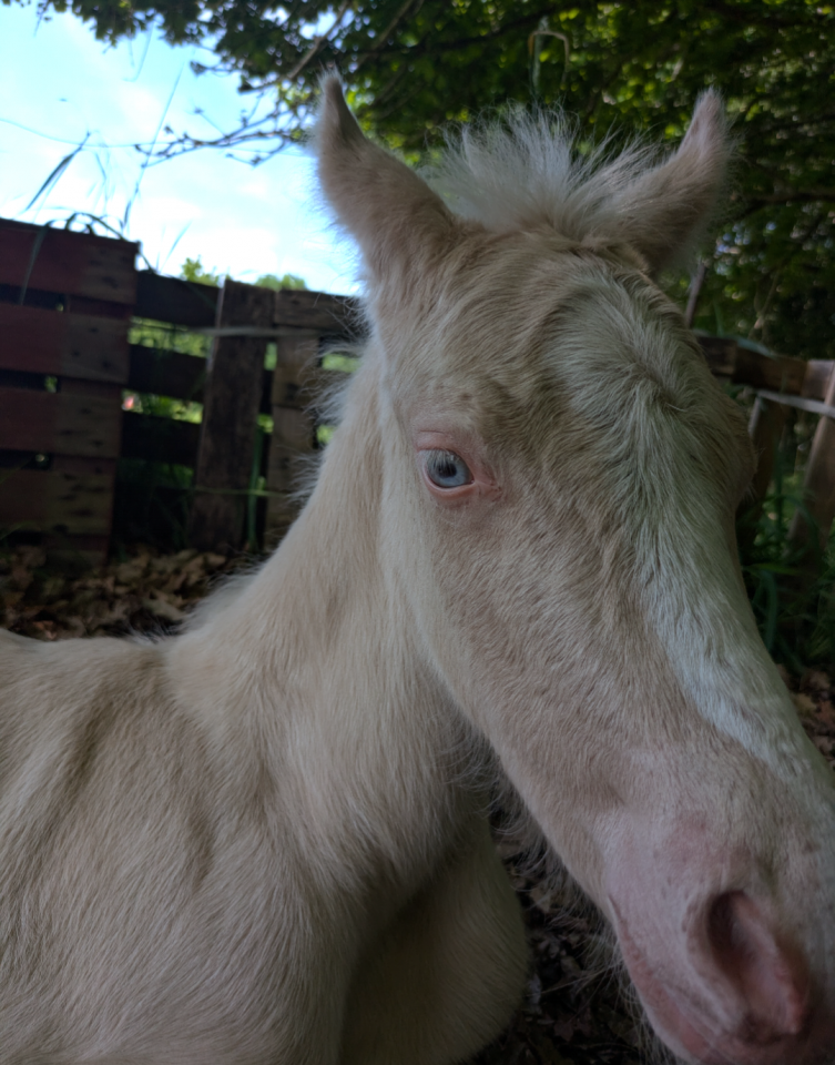 Filly No Origin Recorded For sale 2025 Cremello