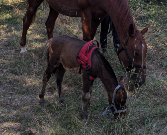 Filly Curly For sale 2025 Bay