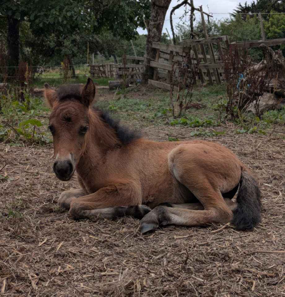 Filly Curly For sale 2025 Bay