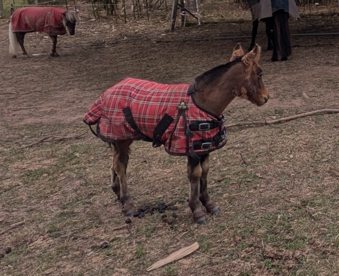 Filly Curly For sale 2025 Bay