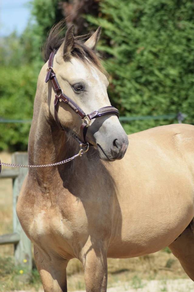 Gelding Welsh Part Bred For sale 2024 Buckskin