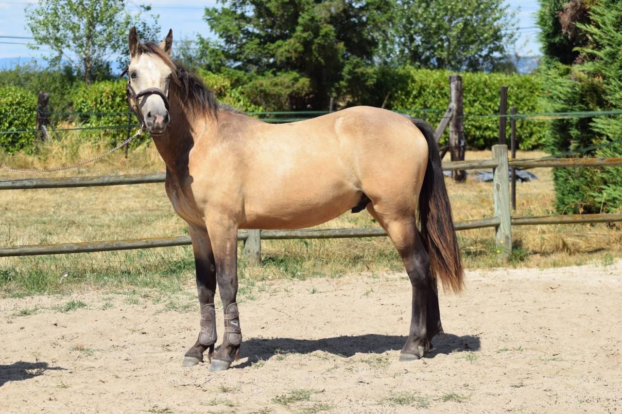 Gelding Welsh Part Bred For sale 2024 Buckskin
