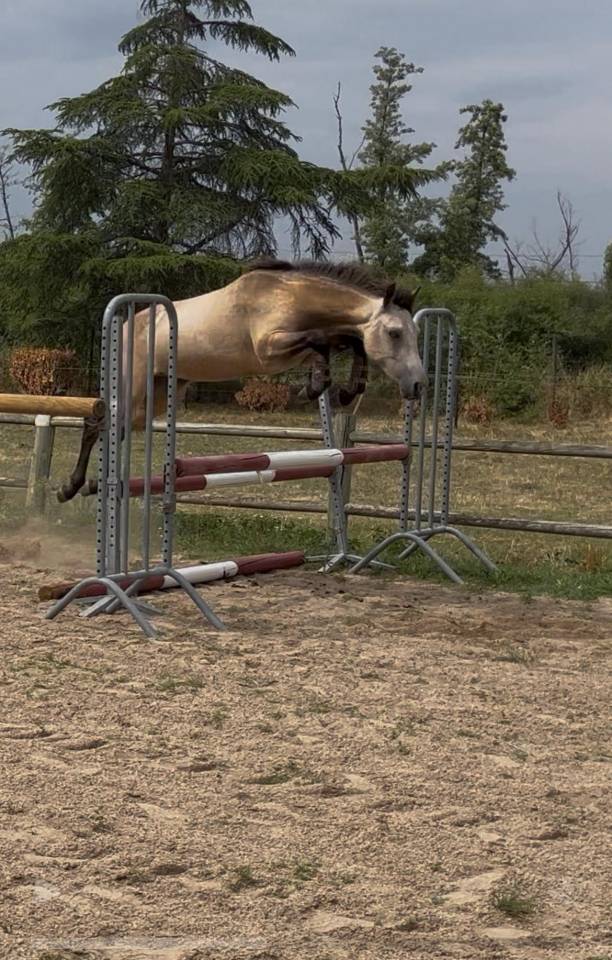 Gelding Welsh Part Bred For sale 2024 Buckskin
