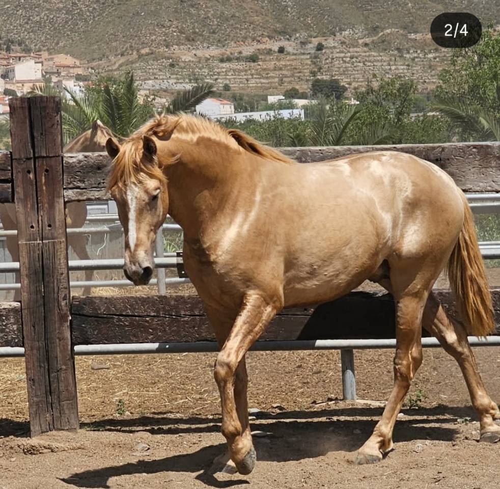 MOET - Spanish Norman  2022