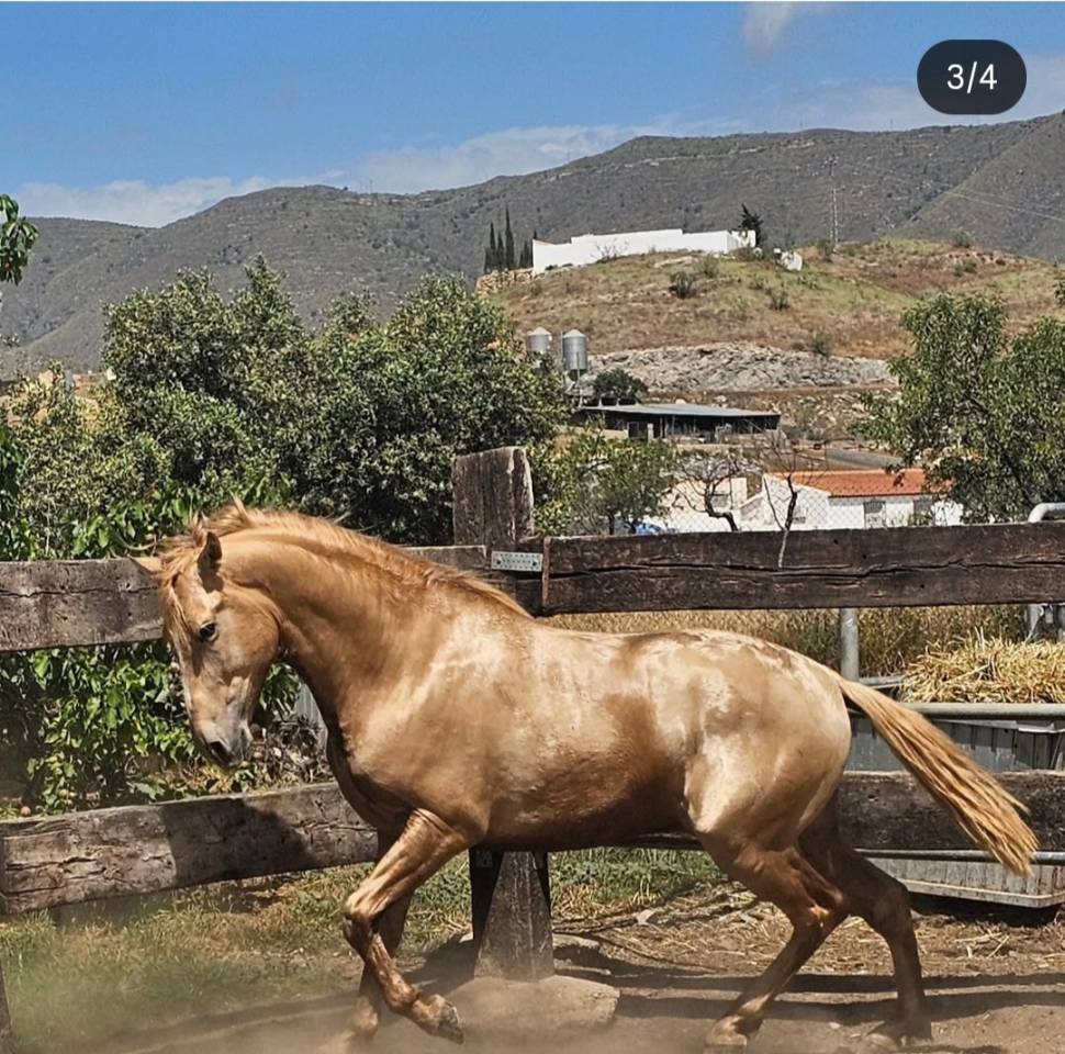 MOET - Spanish Norman  2022