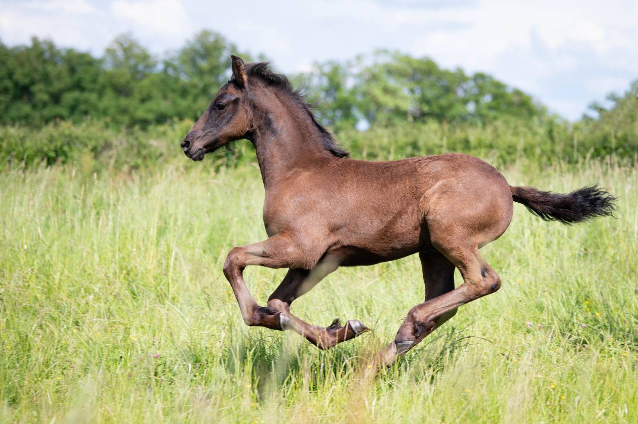 Colt Friesian For sale 2025 Black