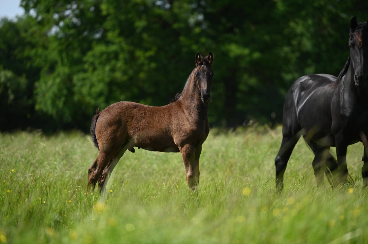 Colt Friesian For sale 2025 Black