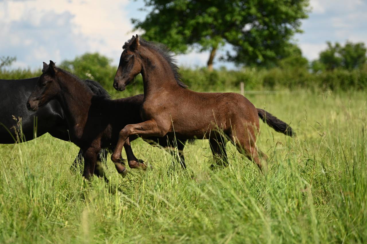 Colt Friesian For sale 2025 Black