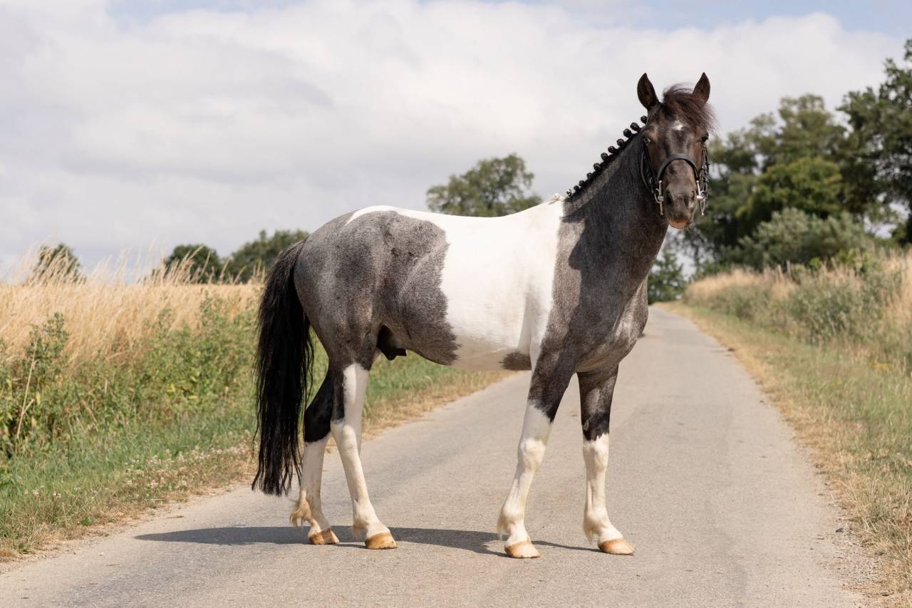 Gelding No Origin Recorded For sale 2016 Coloured