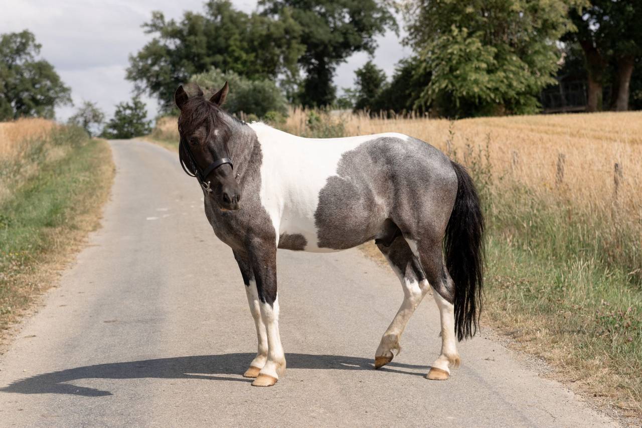 Gelding No Origin Recorded For sale 2016 Coloured