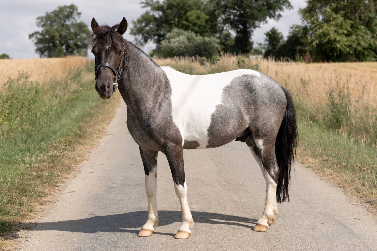 Gelding No Origin Recorded For sale 2016 Coloured