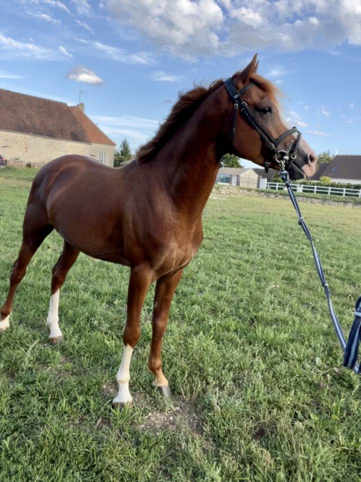 Entire Other Pony Breed For sale 2021 Chesnut