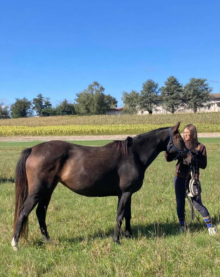 Mare Thoroughbred For sale 2021 Dark Bay