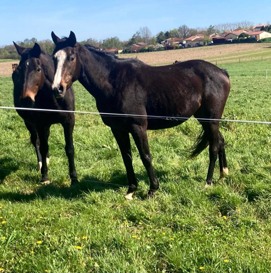 Mare Thoroughbred For sale 2021 Dark Bay