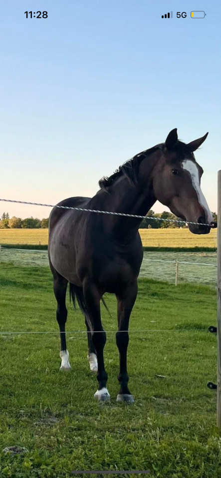 Mare Thoroughbred For sale 2021 Dark Bay