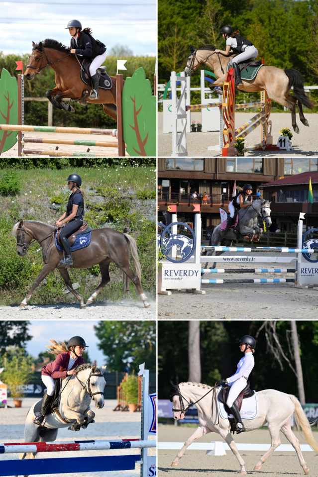 Mare French Saddle Pony Part-Livery 2018 Bay