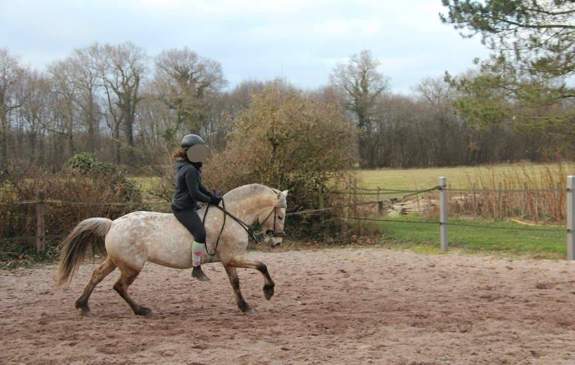 Mare Fjord Part-Livery 2010 Other color