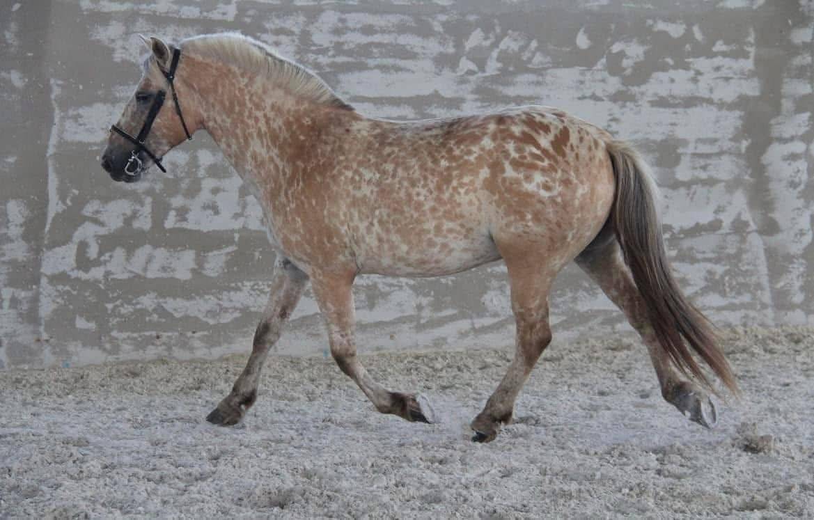 Mare Fjord Part-Livery 2010 Other color