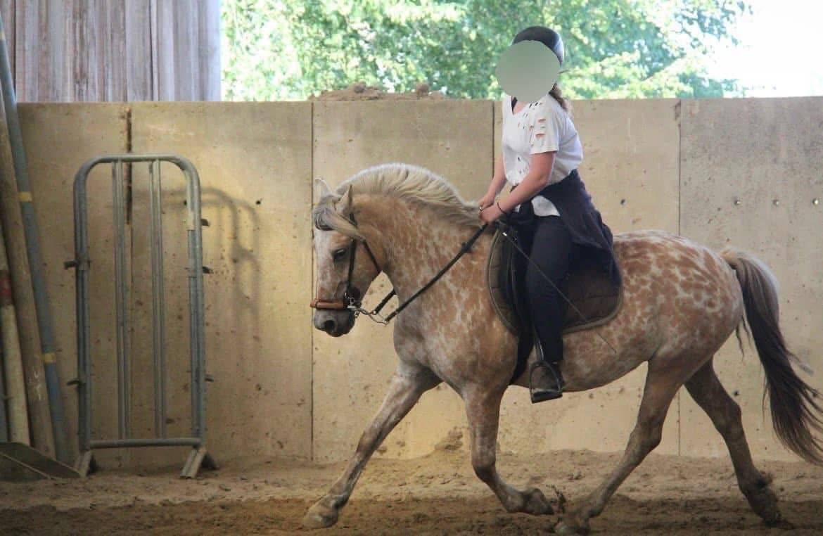 Mare Fjord Part-Livery 2010 Other color