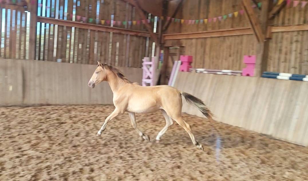 Gelding Origin Recorded For sale 2024 Champagne