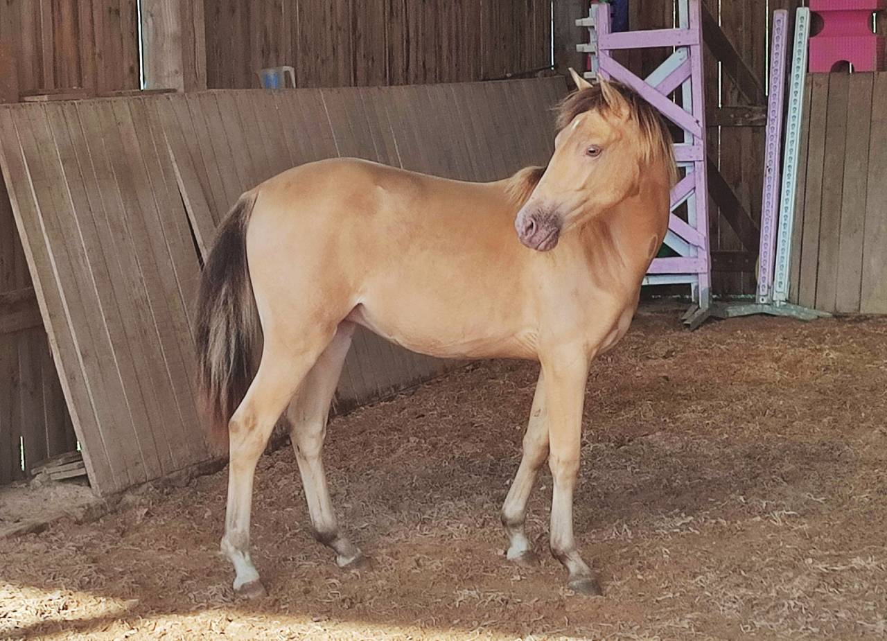 Gelding Origin Recorded For sale 2024 Champagne