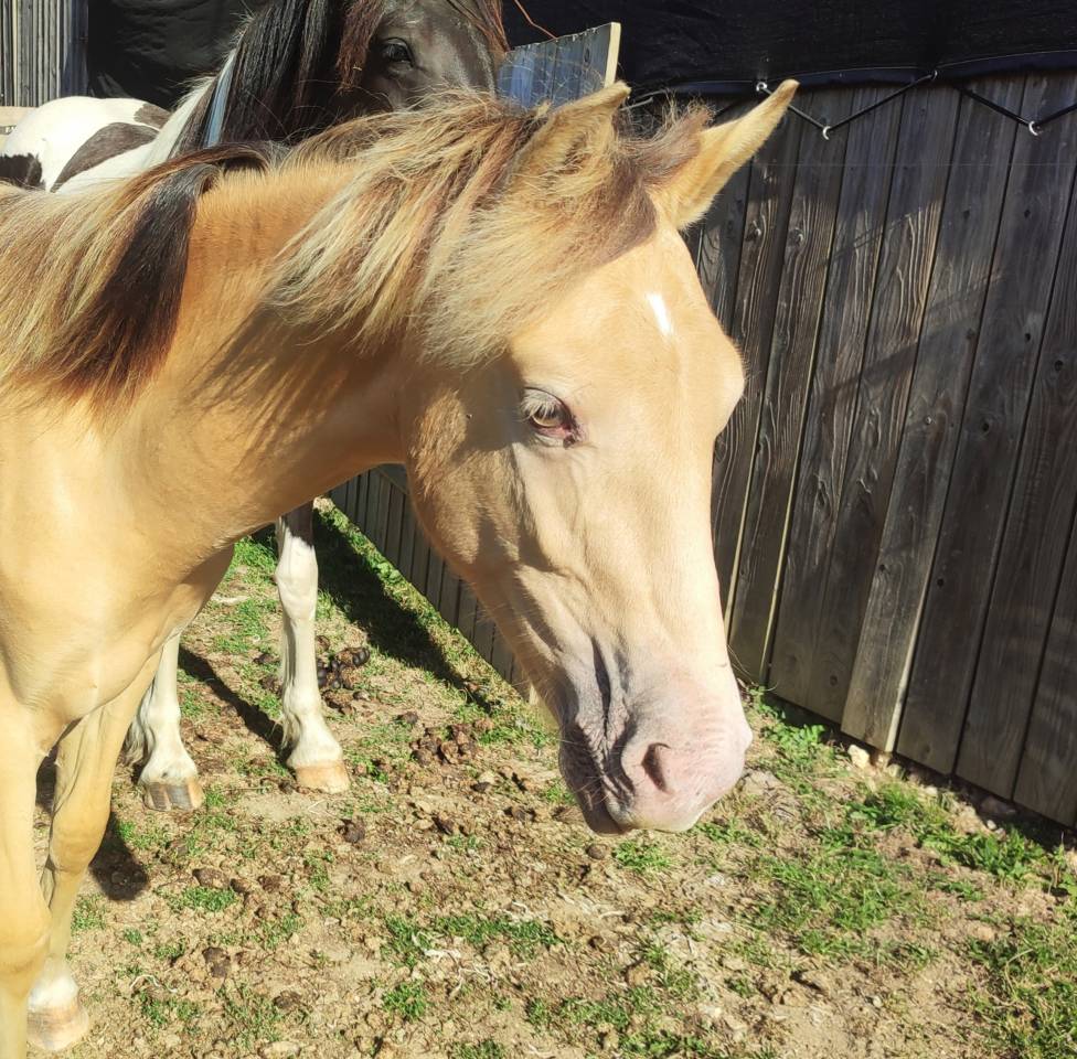 Gelding Origin Recorded For sale 2024 Champagne