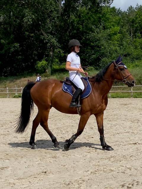 Gelding Selle Français For sale 2015 Bay