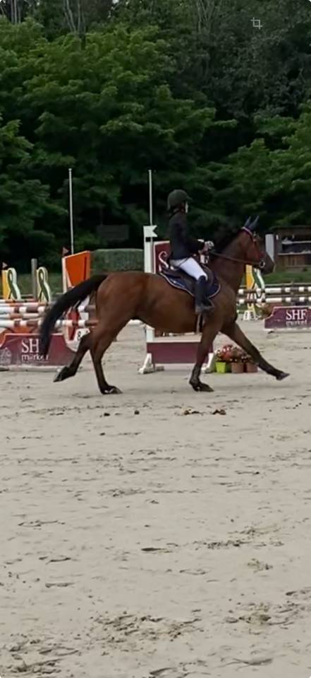 Gelding Selle Français For sale 2015 Bay