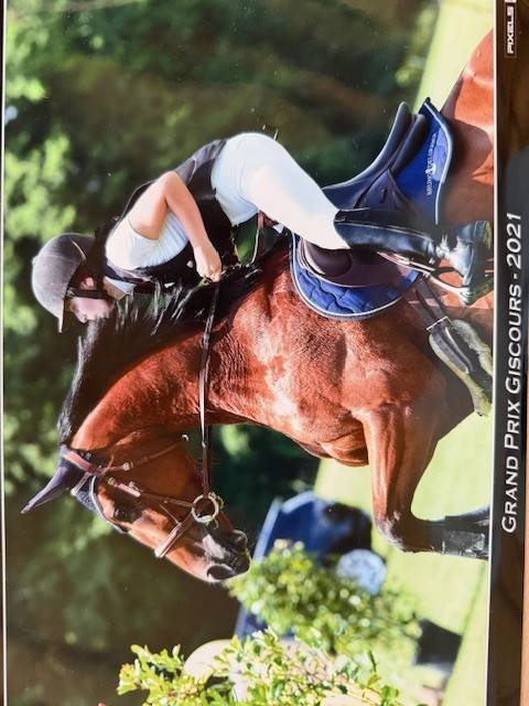 Gelding Selle Français For sale 2015 Bay