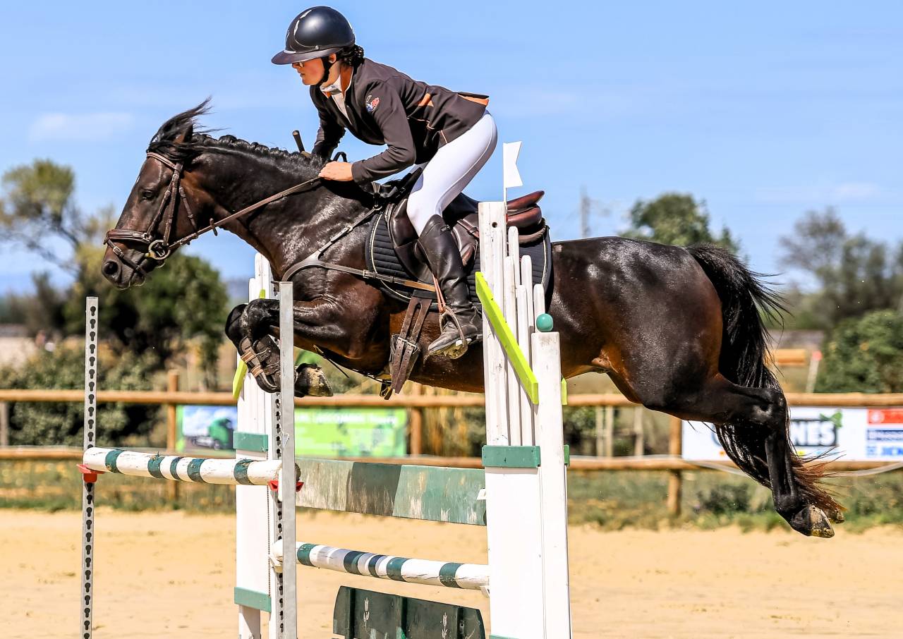 Stallion Connemara For sale 2019 Bay
