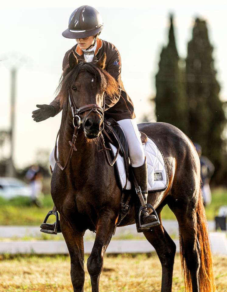 Stallion Connemara For sale 2019 Bay