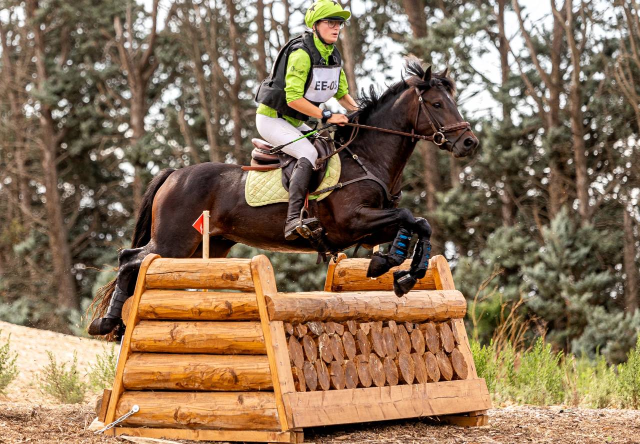 Stallion Connemara For sale 2019 Bay