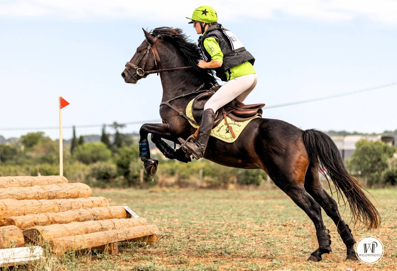 Stallion Connemara For sale 2019 Bay