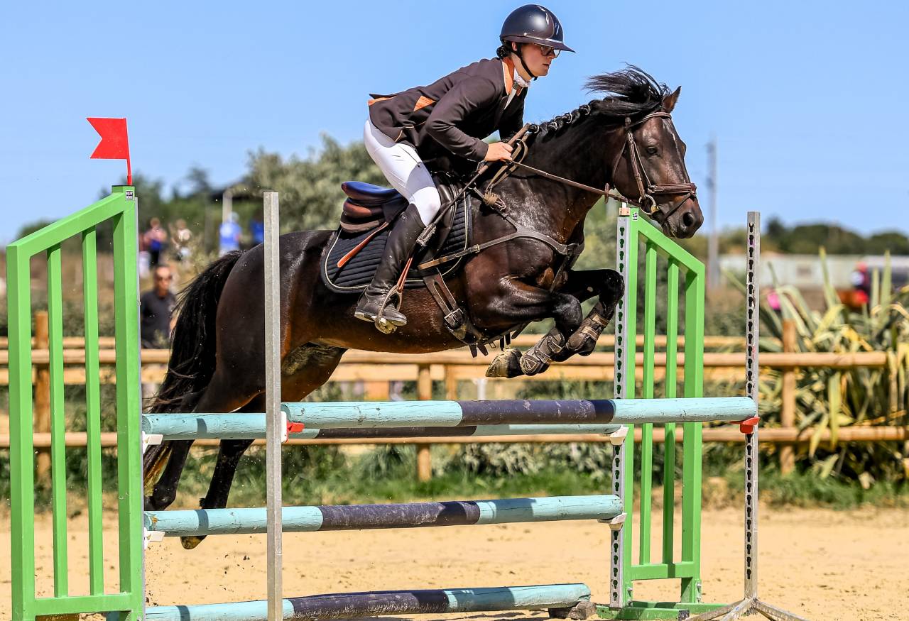 Stallion Connemara For sale 2019 Bay