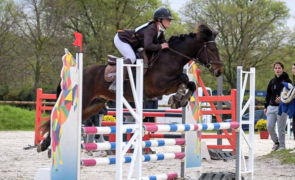 Stallion Connemara For sale 2019 Bay