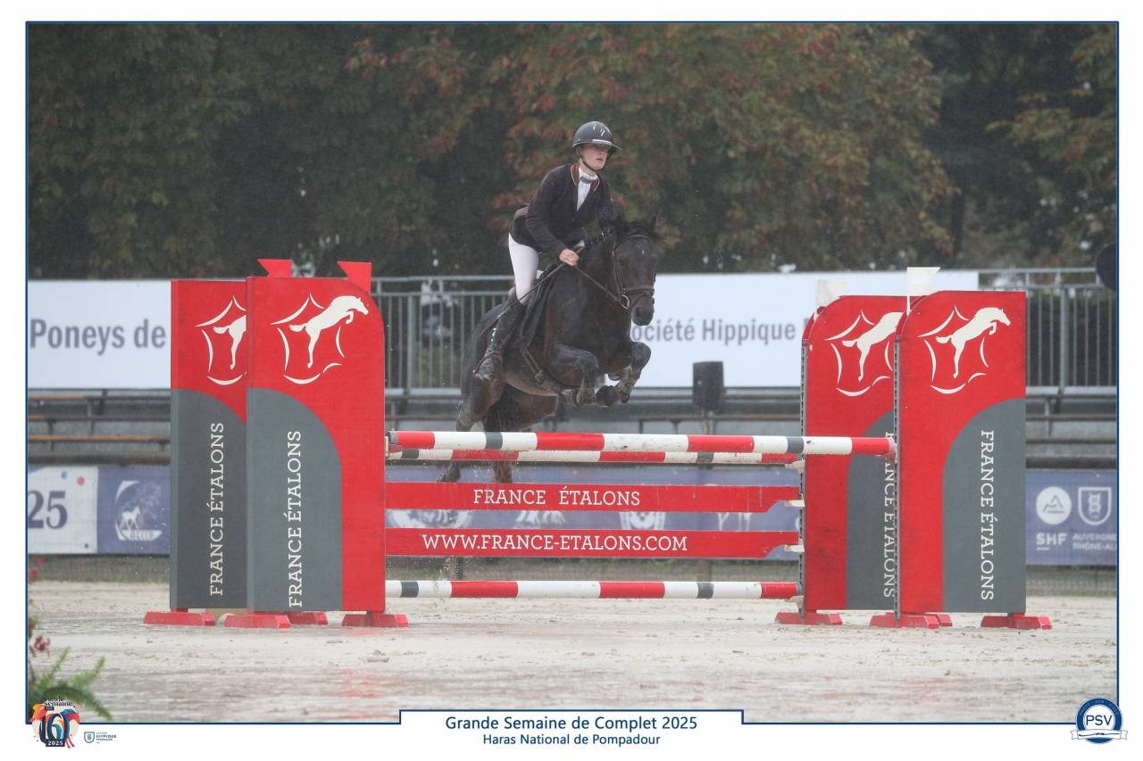 Stallion Connemara For sale 2019 Bay