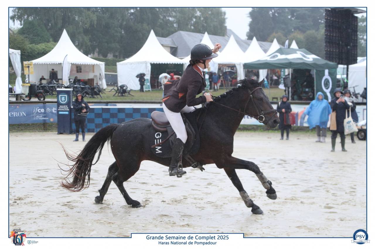 Stallion Connemara For sale 2019 Bay