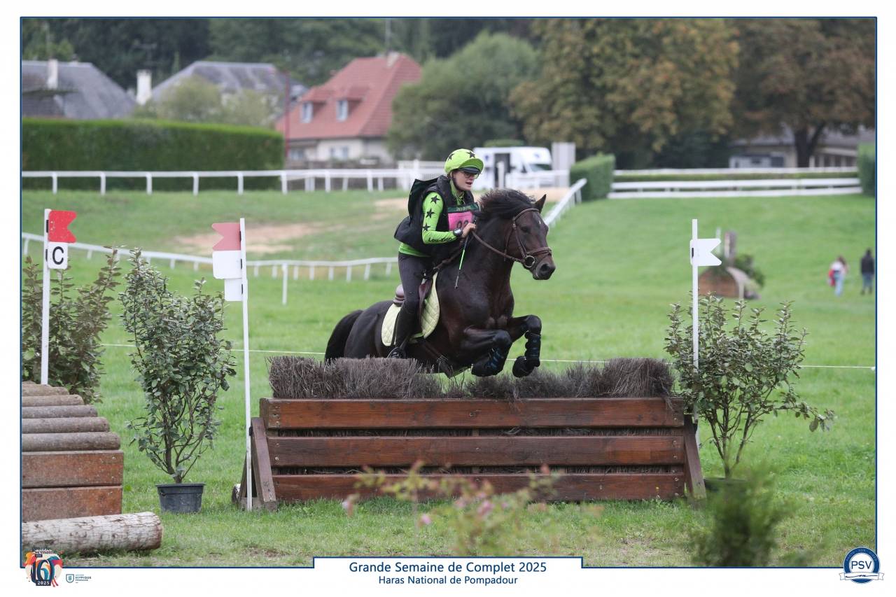 Stallion Connemara For sale 2019 Bay