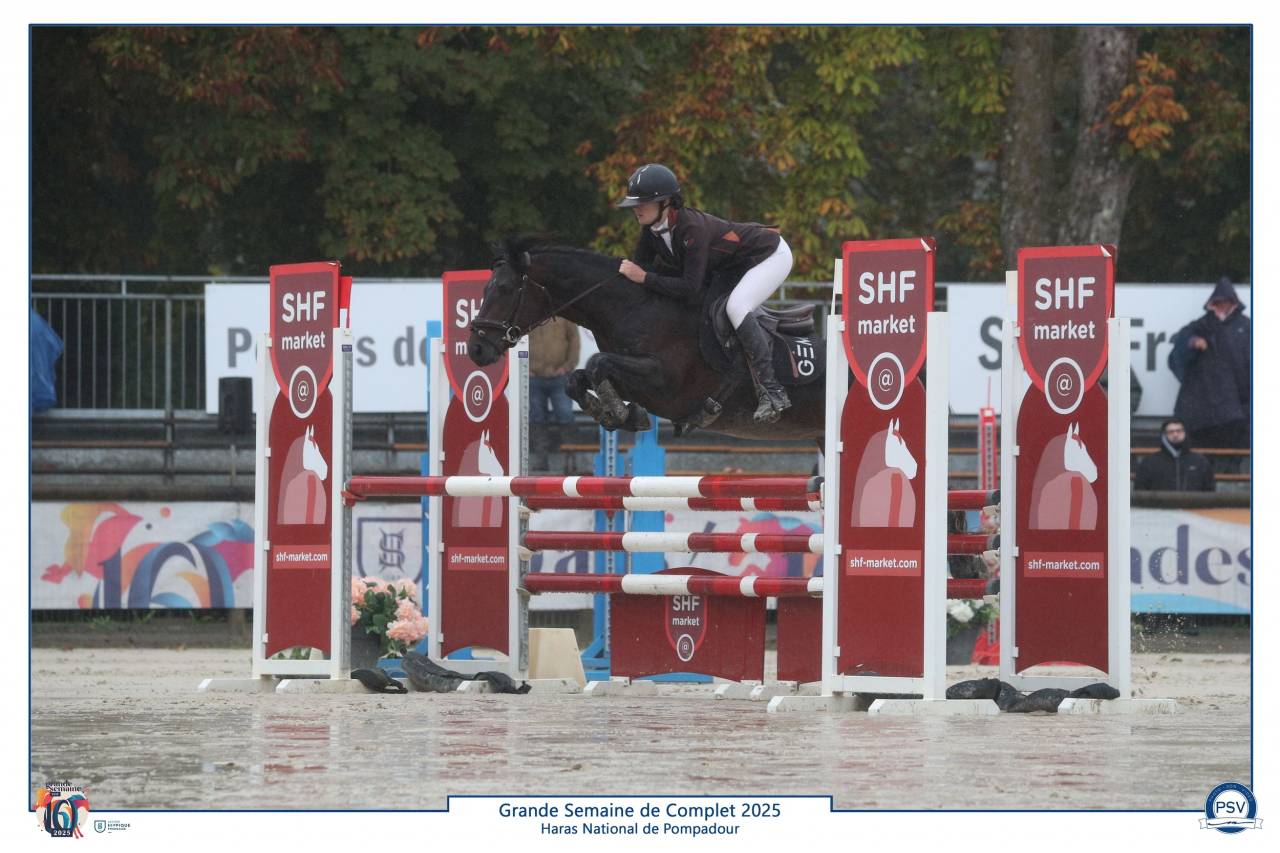 Stallion Connemara For sale 2019 Bay