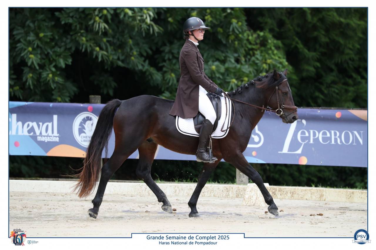 Stallion Connemara For sale 2019 Bay